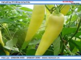 Hạt giống Ớt sừng vàng F1  Trang Nông TN 447 - gói 5G 